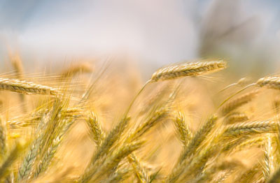 wheat